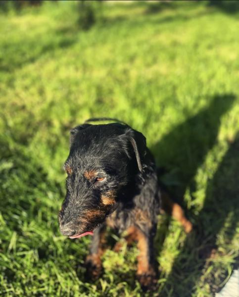 Donne Jagdterrier mâle 5 ans - Essonne