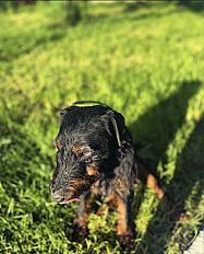 Donne Jagdterrier mâle 5 ans - Essonne