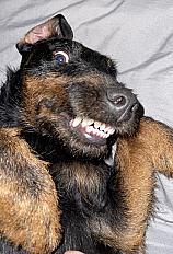 Donne Jagdterrier mâle 5 ans - Essonne - Photo 2