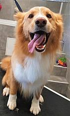 Donne Berger Australien doux et énergétique 8 ans - Seine et Marne