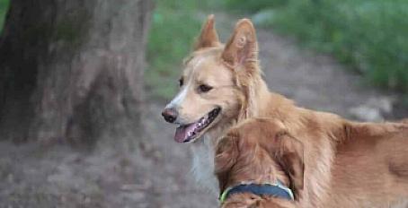 Donne Berger Australien doux et énergétique 8 ans - Seine et Marne - Photo 2