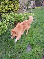 Donne Berger Australien doux et énergétique 8 ans - Seine et Marne - Photo 3