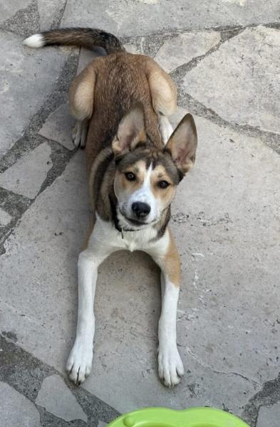Donne chien croisé Husky 11 mois - Ain