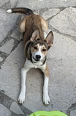 Donne chien croisé Husky 11 mois - Ain