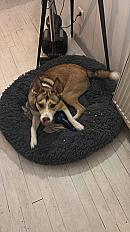 Donne chien croisé Husky 11 mois - Ain - Photo 2