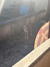 Donne chien croisé Husky 11 mois - Ain - Photo 3