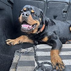Donne Tekila Rottweiler mâle 2 ans - Loire Atlantique
