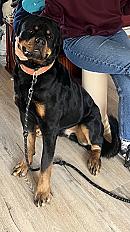 Donne Tekila Rottweiler mâle 2 ans - Loire Atlantique - Photo 2