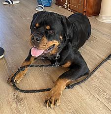 Donne Tekila Rottweiler mâle 2 ans - Loire Atlantique - Photo 3