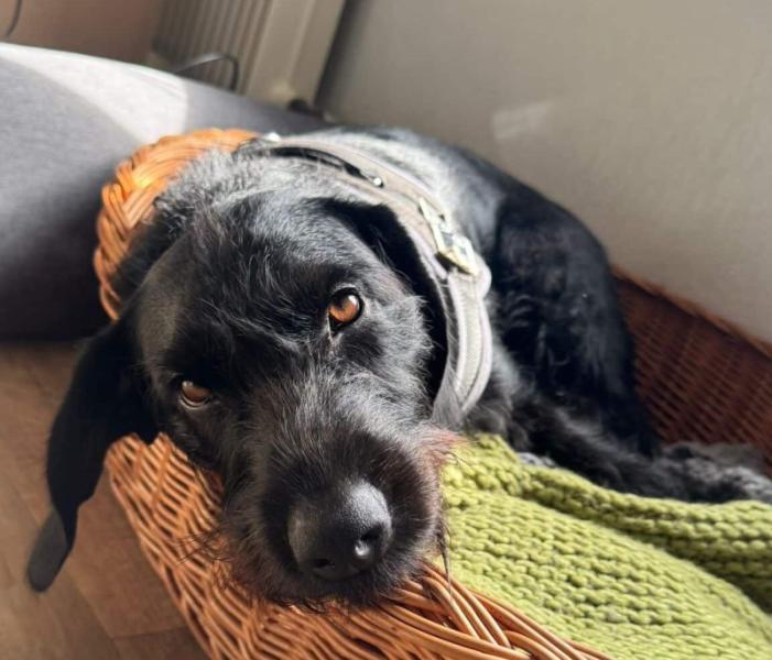 Donne Kopov x Drahthaar femelle 5 ans - Meurthe et Moselle