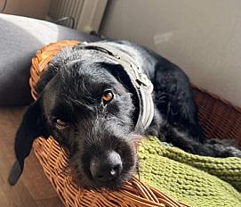 Donne Kopov x Drahthaar femelle 5 ans - Meurthe et Moselle