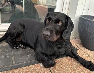 Donne Kopov x Drahthaar femelle 5 ans - Meurthe et Moselle - Photo 2