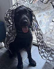 Donne Kopov x Drahthaar femelle 5 ans - Meurthe et Moselle - Photo 3