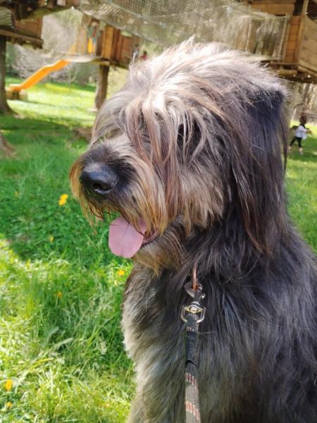Donne chien Drahthaar 2 ans - Haute Loire