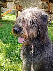 Donne chien Drahthaar 2 ans - Haute Loire