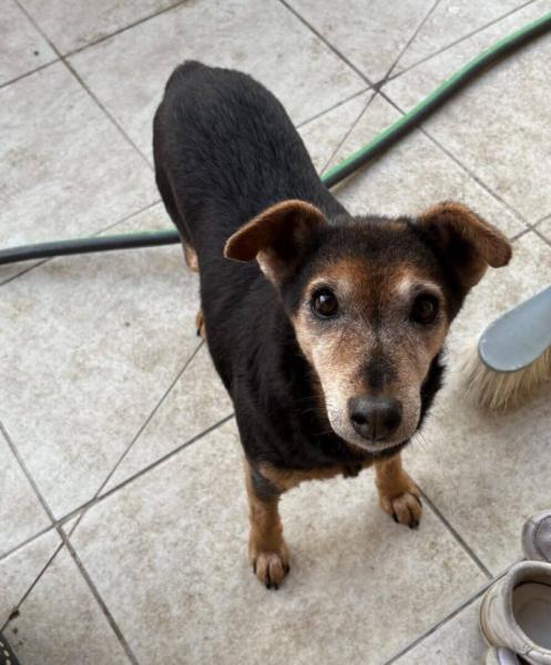 Donne chienne fox terrier 12 ans - Sarthe