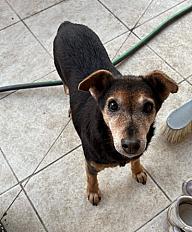 Donne chienne fox terrier 12 ans - Sarthe