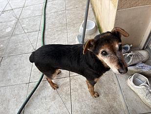 Donne chienne fox terrier 12 ans - Sarthe - Photo 2