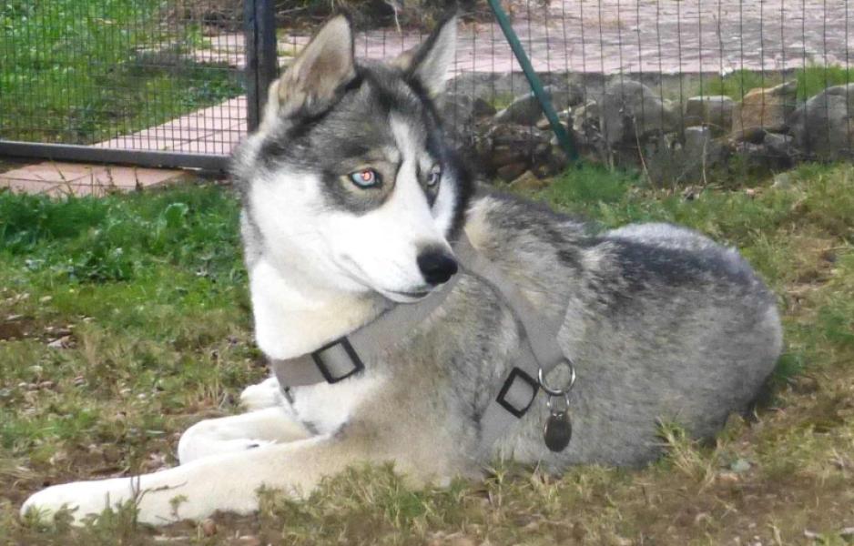 Donne chienne husky 4 ans - Gard