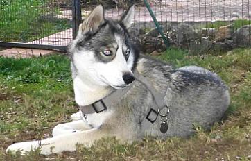 Donne chienne husky 4 ans - Gard