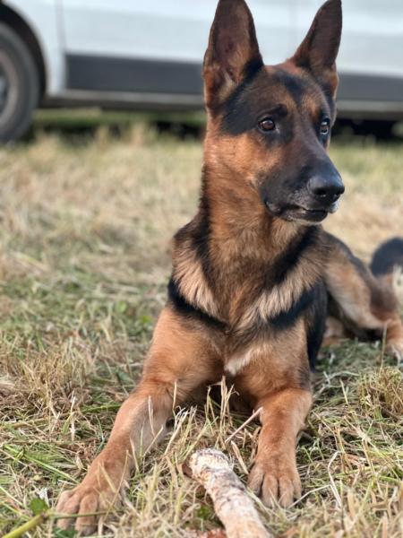 Donne Berger allemand  7 ans - Seine et Marne