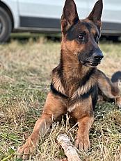 Donne Berger allemand  7 ans - Seine et Marne