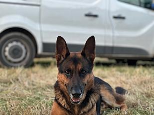 Donne Berger allemand  7 ans - Seine et Marne - Photo 2