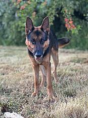Donne Berger allemand  7 ans - Seine et Marne - Photo 3
