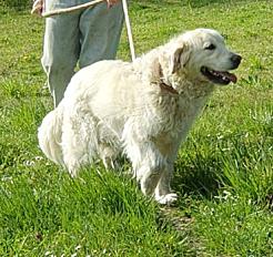 Donne adorable couple de Golden - Seine et Marne