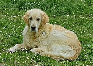 Donne adorable couple de Golden - Seine et Marne - Photo 2
