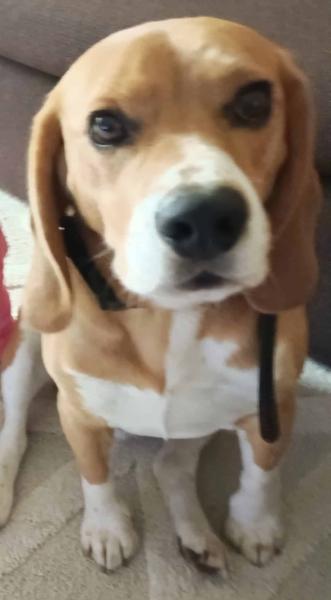 Donne beagle 6 ans - Côte d'Or