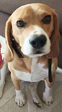 Donne beagle 6 ans - Côte d'Or