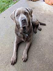 Donne labrador silver croisé mâle 8 ans - Moselle