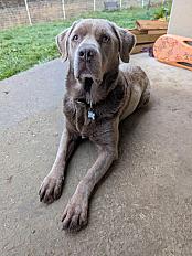 Donne labrador silver croisé mâle 8 ans - Moselle - Photo 2