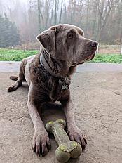 Donne labrador silver croisé mâle 8 ans - Moselle - Photo 3