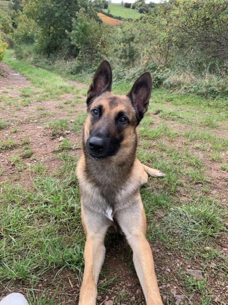 Donne jeune malinois 4 ans - Rhône