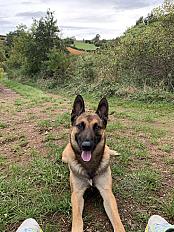 Donne jeune malinois 4 ans - Rhône - Photo 2