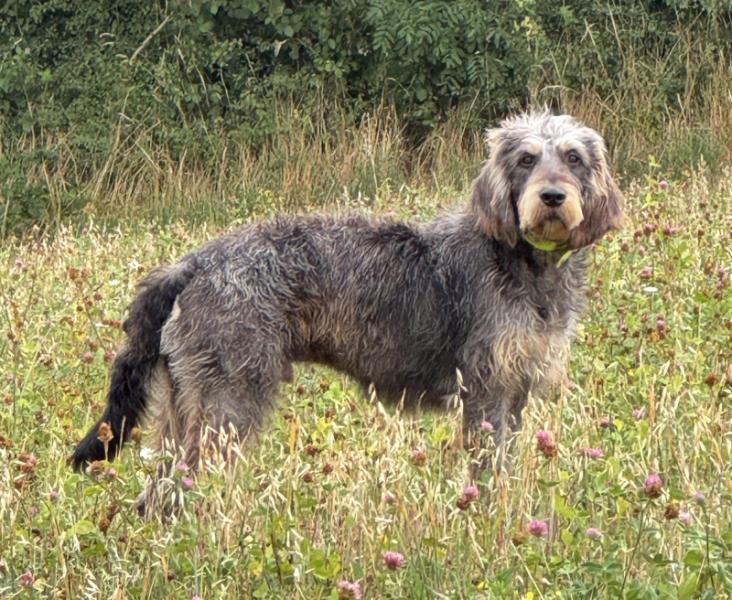 Donne Griffon Nivernais mâle 1 an - Puy de Dôme