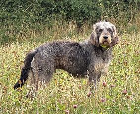 Donne Griffon Nivernais mâle 1 an - Puy de Dôme