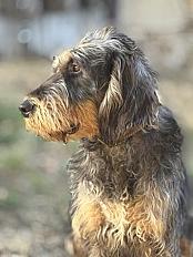 Donne Griffon Nivernais mâle 1 an - Puy de Dôme - Photo 2