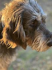 Donne Griffon Nivernais mâle 1 an - Puy de Dôme - Photo 3