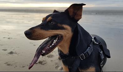 Donne chienne berger croisée 6 ans - Charente Maritime