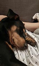 Donne chienne berger croisée 6 ans - Charente Maritime - Photo 3