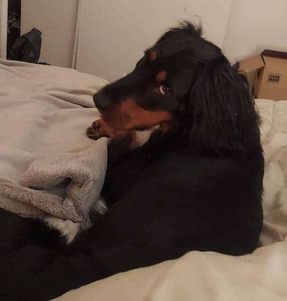 Donne setter croisée femelle 3 ans - Yvelines