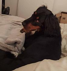 Donne setter croisée femelle 3 ans - Yvelines