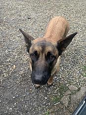 Donne berger malinois femelle 4 ans - Landes