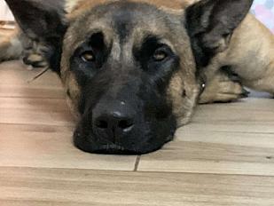 Donne berger malinois femelle 4 ans - Landes - Photo 2