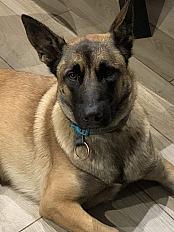 Donne berger malinois femelle 4 ans - Landes - Photo 3