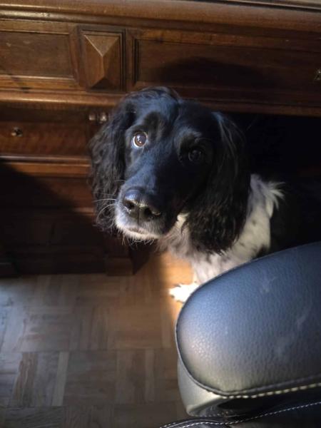 Donne chienne springer anglais 8 ans - Allier