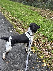 Donne chienne springer anglais 8 ans - Allier - Photo 3
